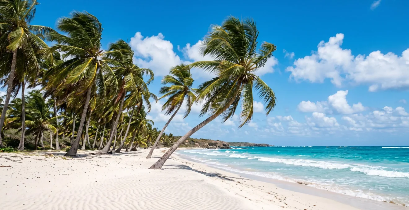 Rangée de cocotiers penchés par les alizés sur une plage de sable blanc de Grande-Terre, mer turquoise calme, ciel bleu parsemé de nuages blancs, Guadeloupe